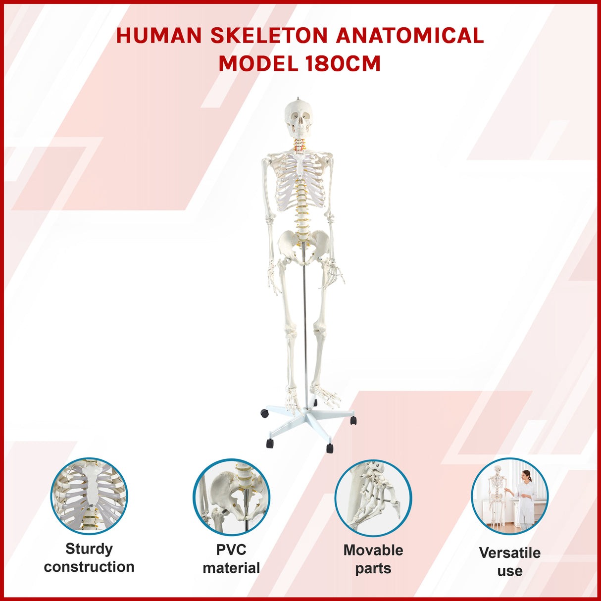 Human Skeleton Anatomical Model 180cm