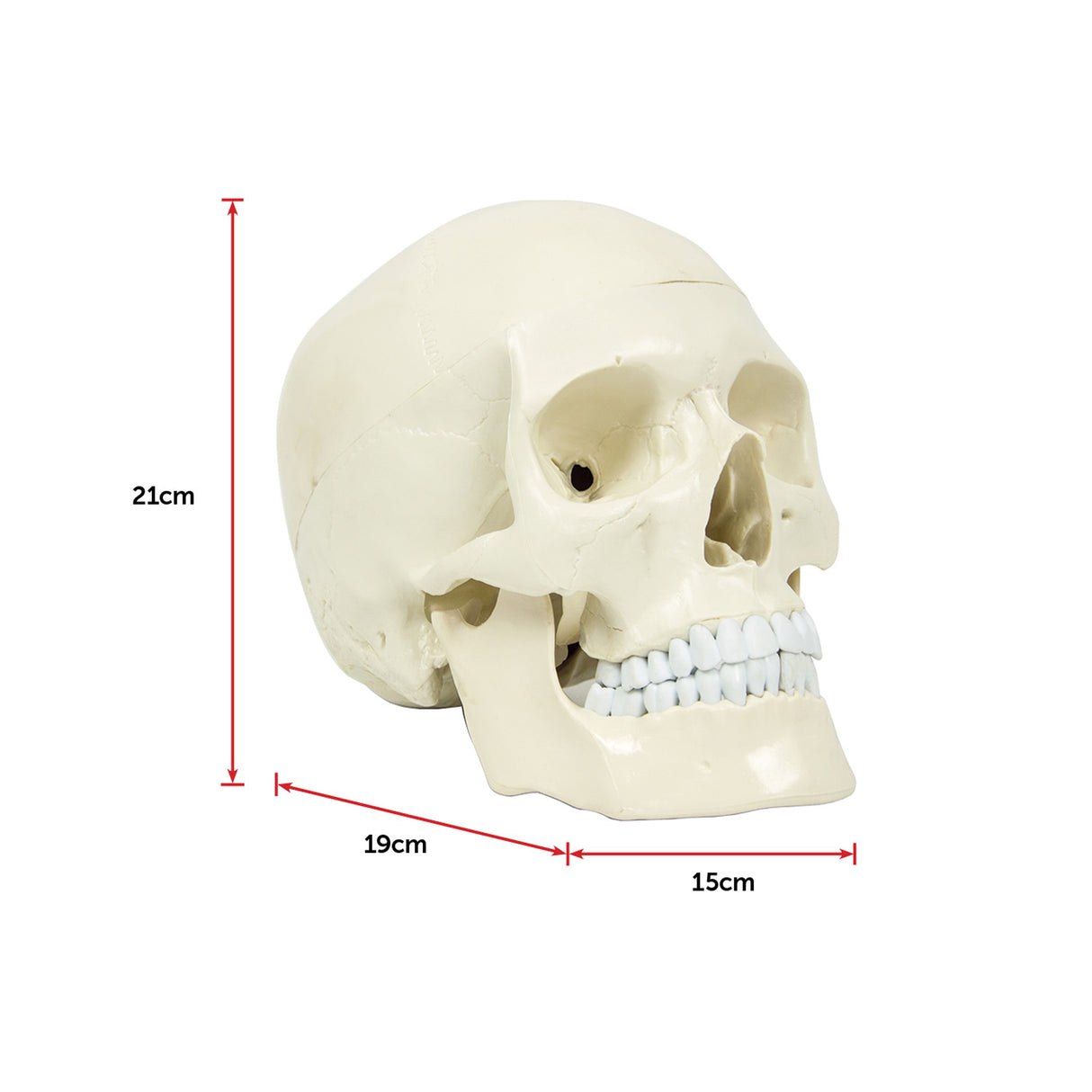 Life Size Anatomical Deluxe Human Skull Model Medical Skeleton Anatomy Replica