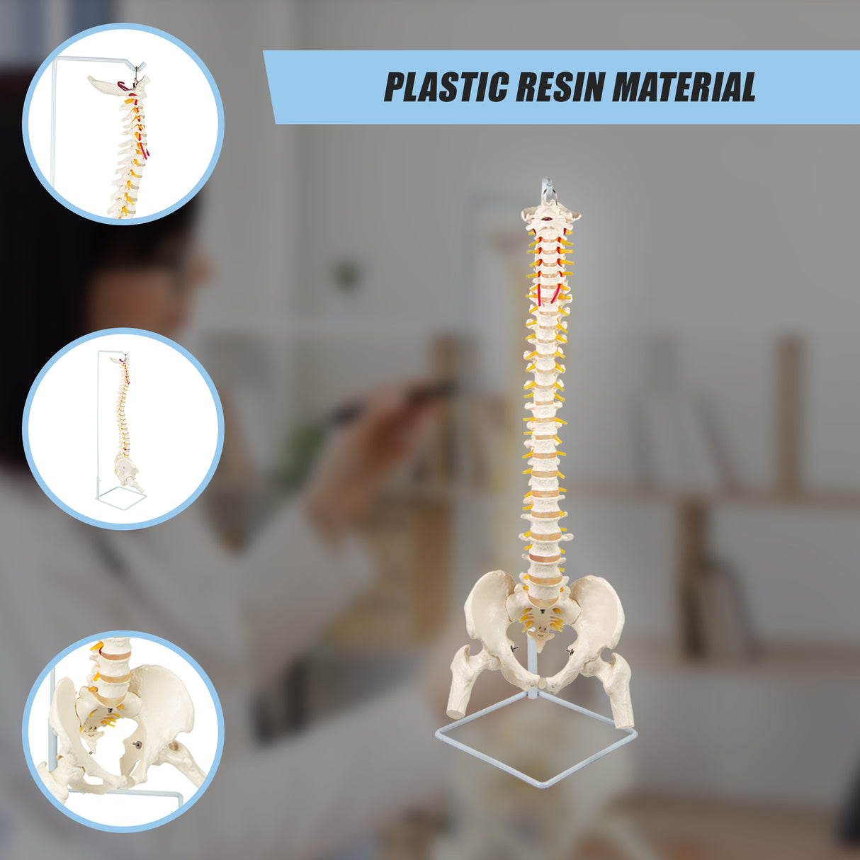 Life Size Flexible Spine Pelvis & Femur Model – Anatomical Skeleton Display