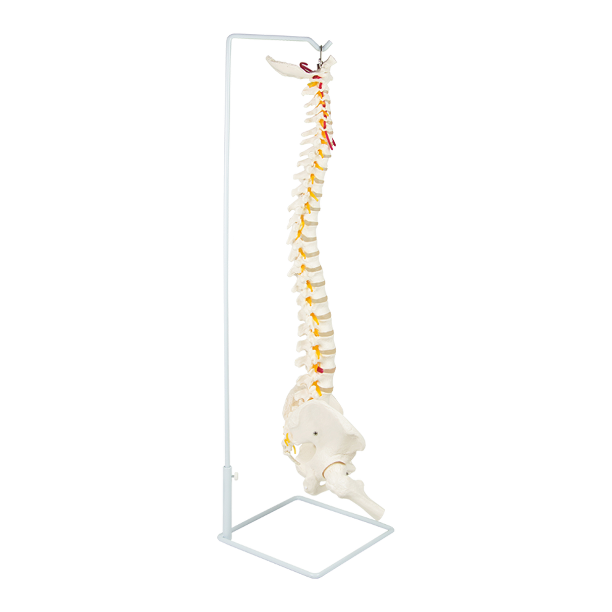 Life Size Flexible Spine Pelvis & Femur Model – Anatomical Skeleton Display