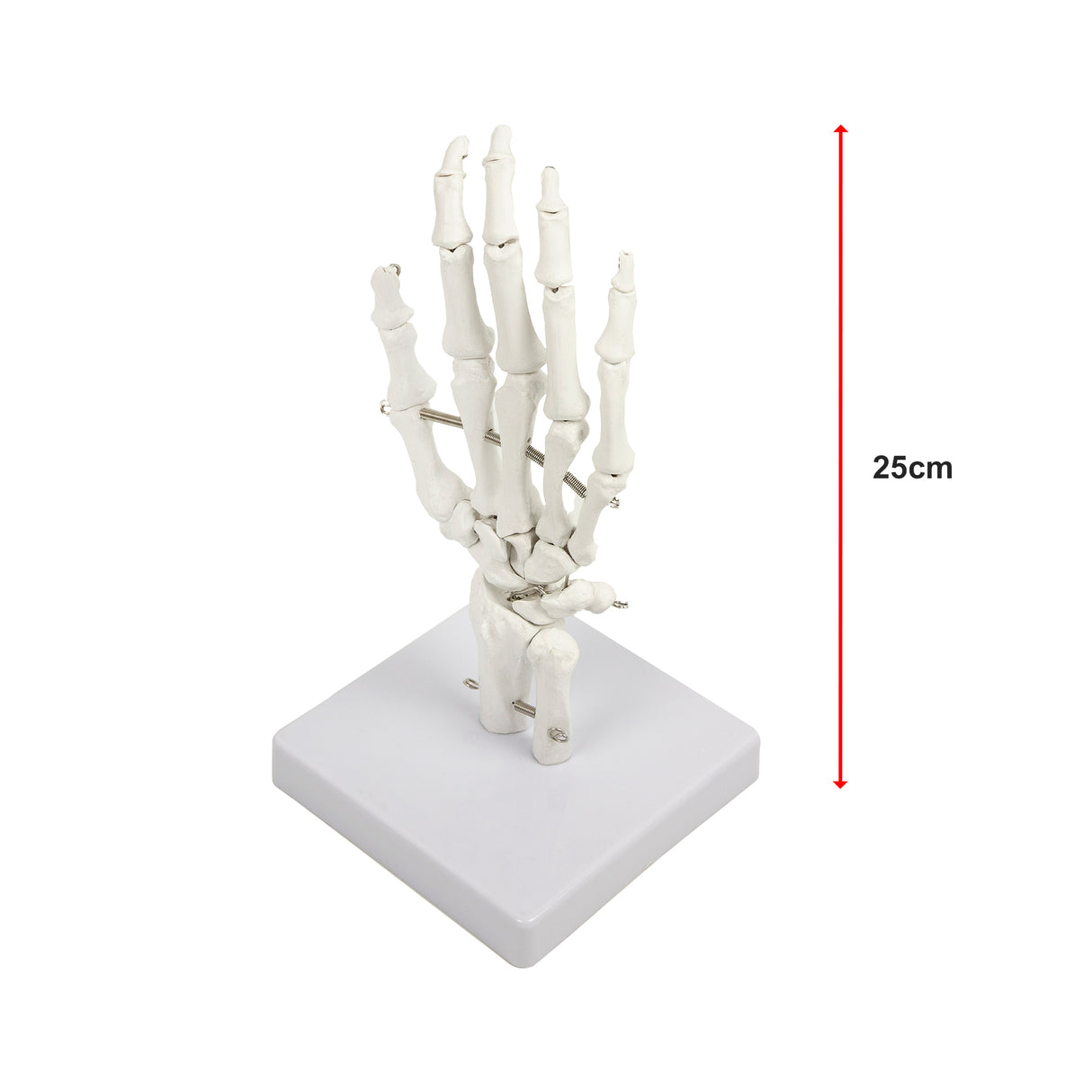 Hand Joint Anatomical Skeleton Model Human Anatomy Study Tool