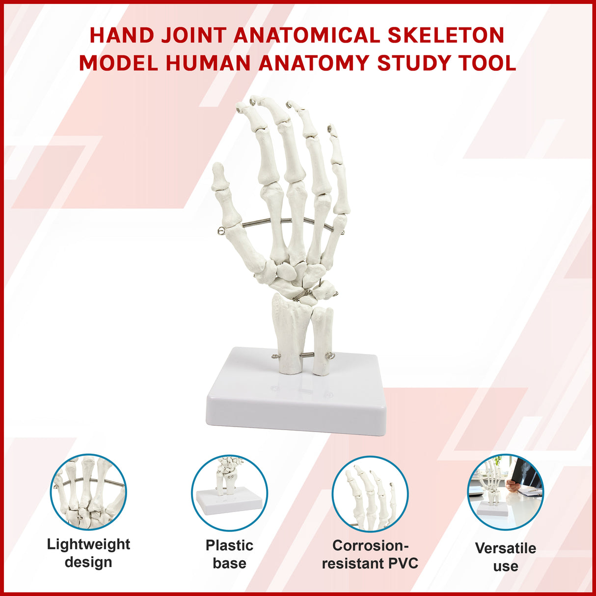 Hand Joint Anatomical Skeleton Model Human Anatomy Study Tool