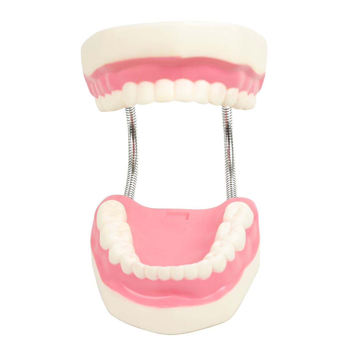 Dental Tooth Brushing Model Teeth Care