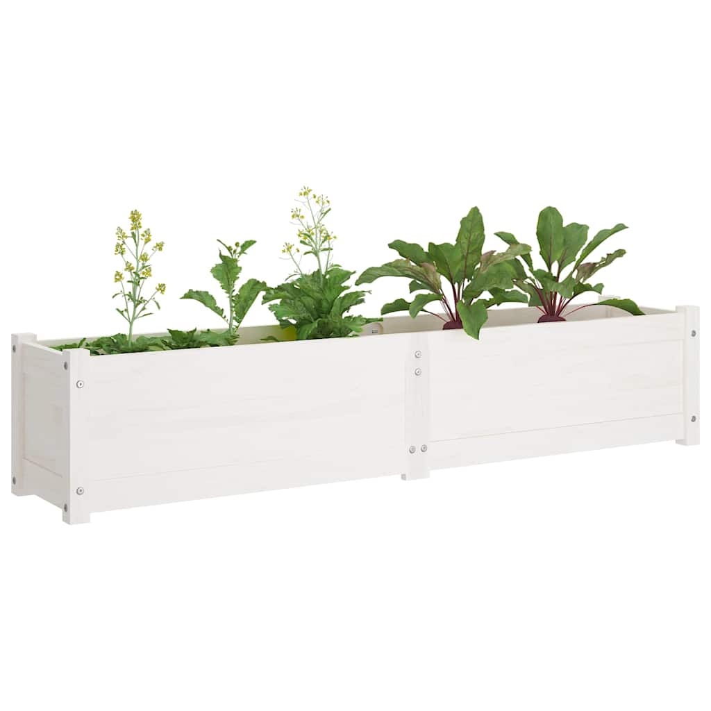 Garden Raised Bed White 150x31x31 cm Solid Pinewood