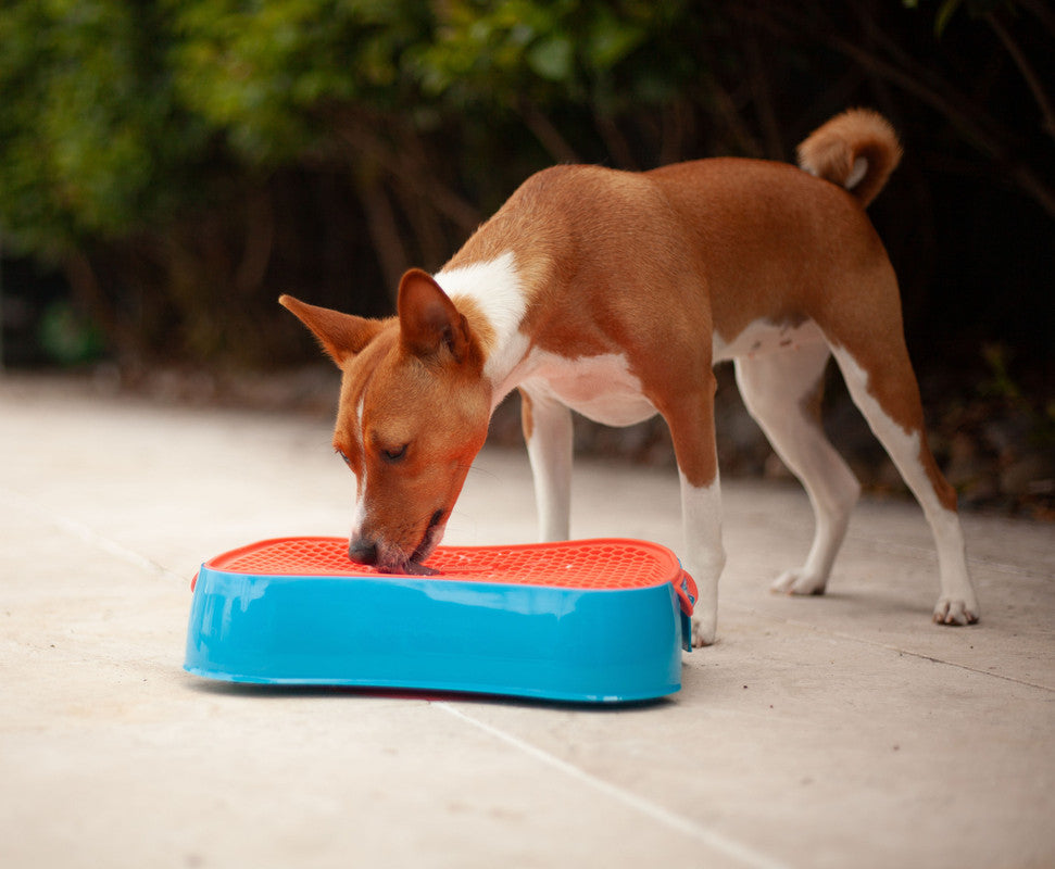 4-in-1 Slow Feeder Dog Bowl - Blue Bowl and Warm Ocean Red Lickmat