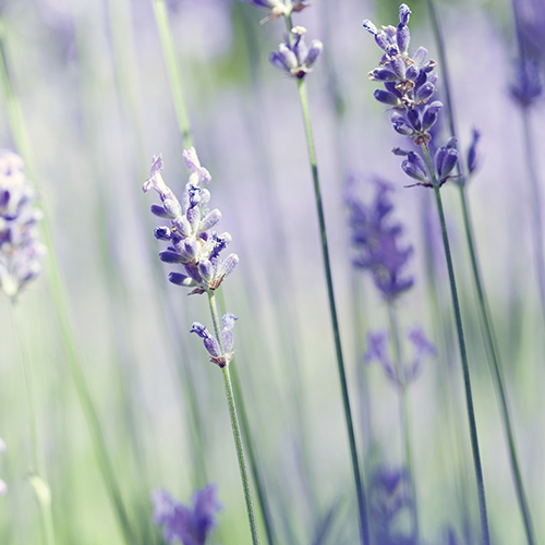 Lavender Vanilla Wax Melts 2.5oz