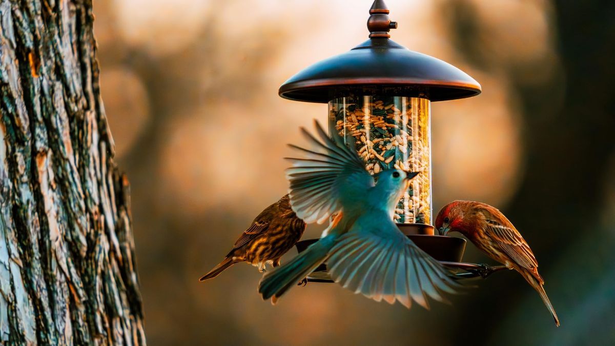 Metal Roof Bird Feeder - Chew Proof for Outdoor Hanging Wild Bird Seeds