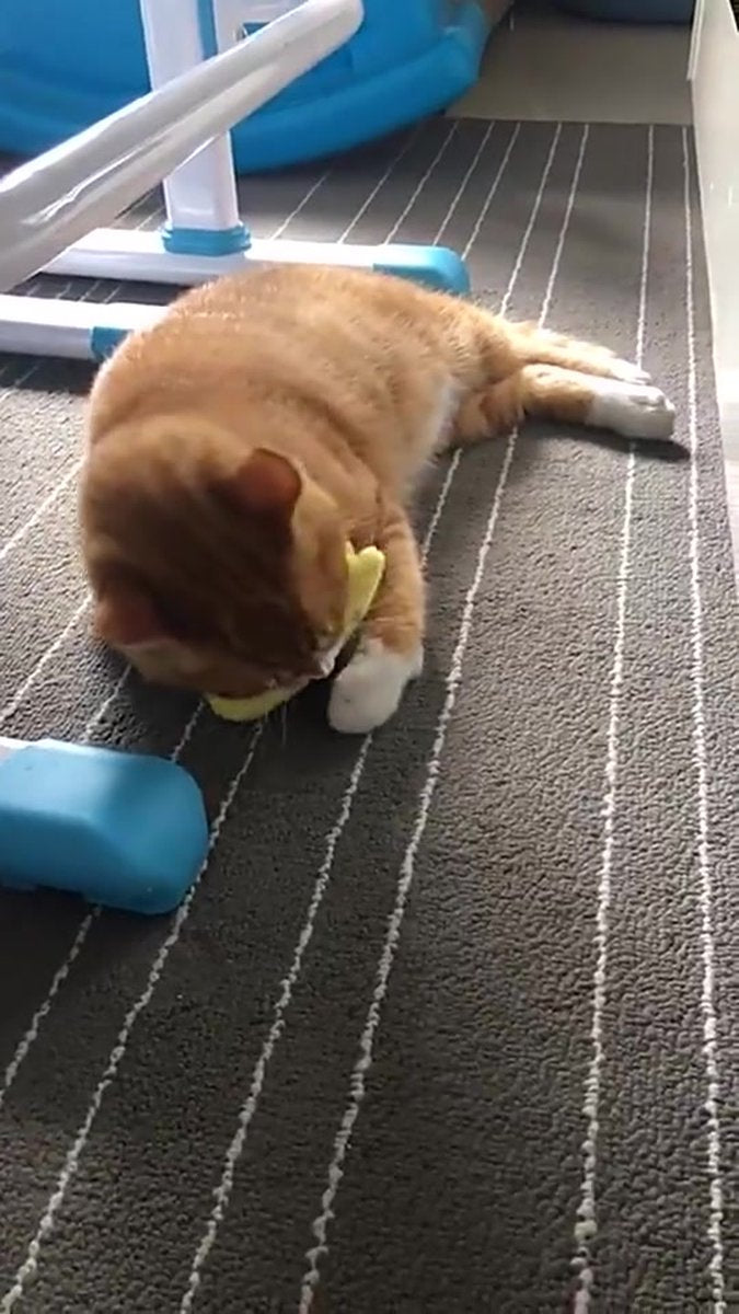 Catnip Plush Toy | Cat Toys | Catnip | Cat Toys | BLUE