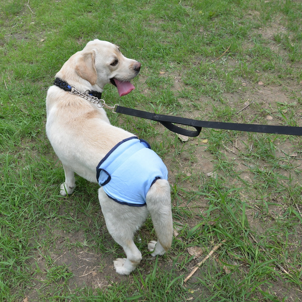 Comfortable Dog Underwear Dog Diapers Pants Male Female to Put On/Off Breathable Physiological Pants Reusable Sanitary Panties for Small to Large Dogs Pet (1pcs, Pink, XL) L Blue