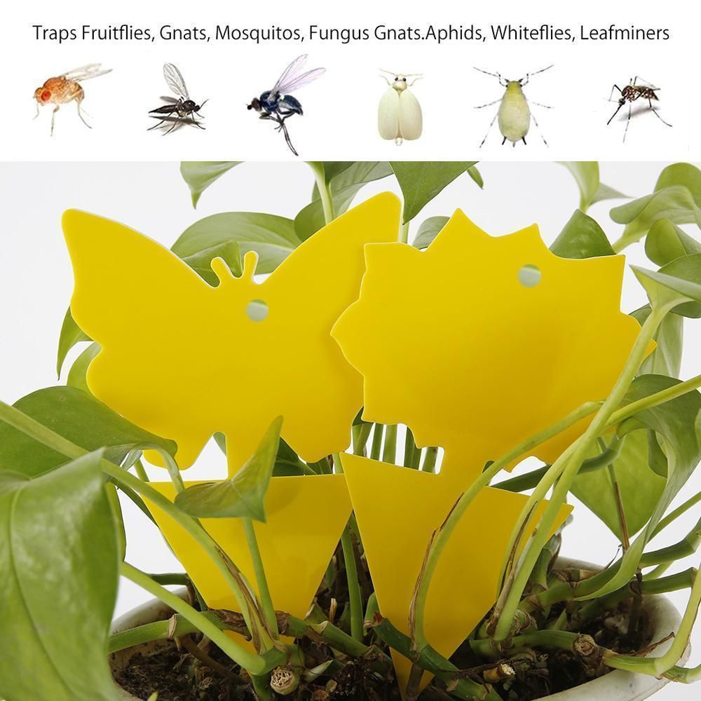 20 Pack Fly Trap, Cute and Effective Escape Flycatchers