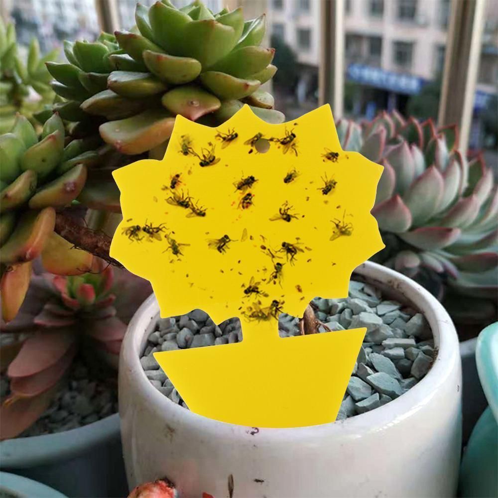 20 Pack Flycatchers, Fly Trap, Cute and Effective Die