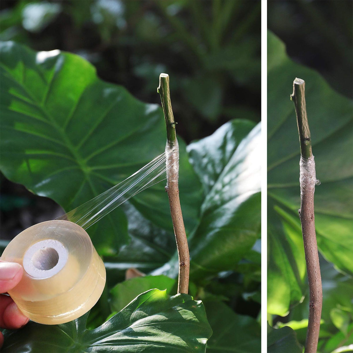 3pcs Grafting Tape Professional Stretchable Self Adhesive Plants Repair Budding Tapes for Floral Fruit Tree Yellow