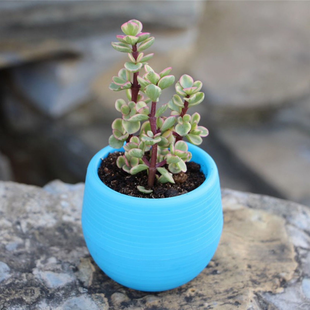 Succulent Pot Mini Seedling Flower Container Plastic Flower Pot for Garden Courtyard BalconyBlue