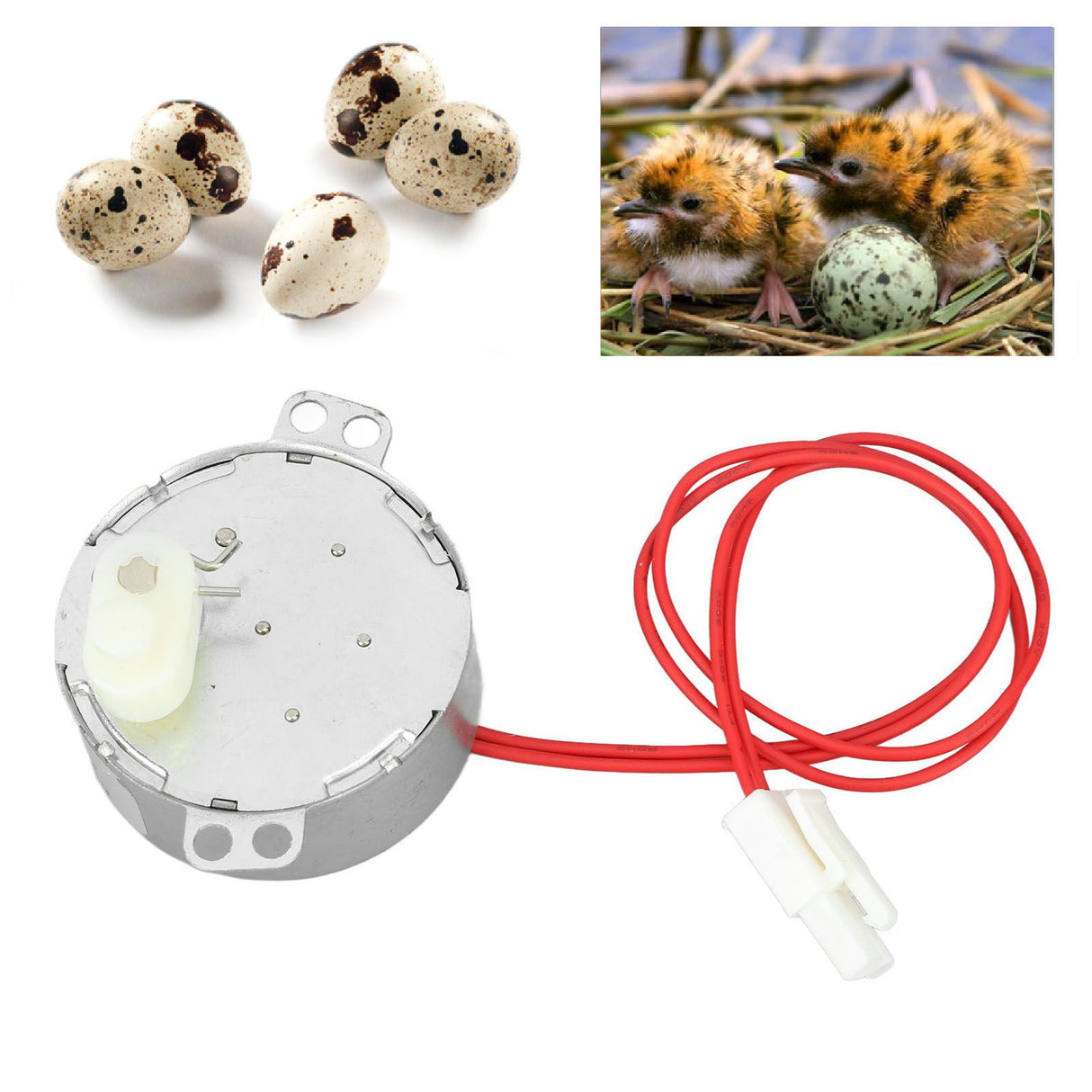 Egg Turnner Motor 4W Egg Turner Rotator Incubator Motor for Chickens Ducks Goose Birds Egg 12v