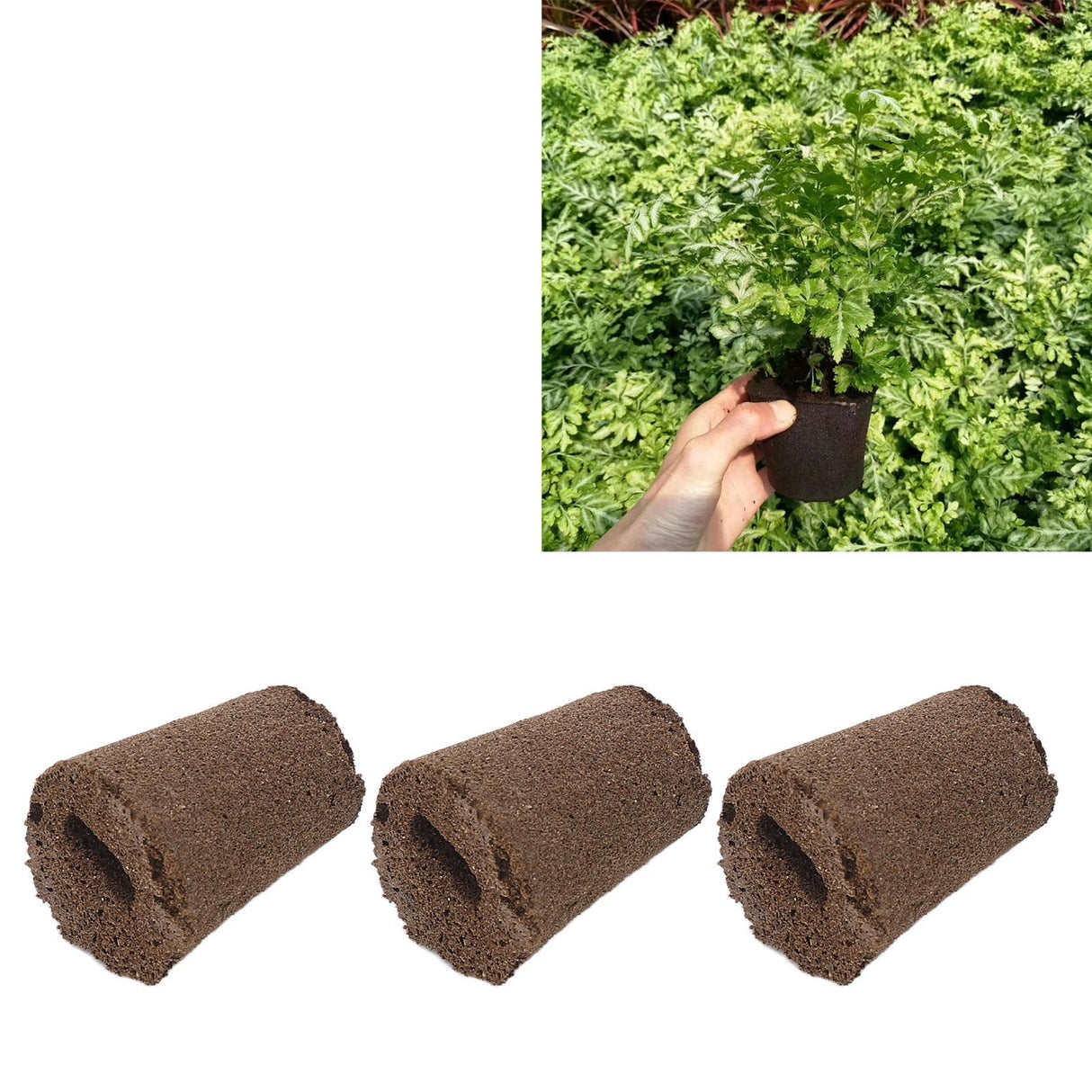 50 Pcs Seedling Block Peat Planting Block for Gardening Hydroponics Soilless Cultivation Plants Germination HRD TN0314