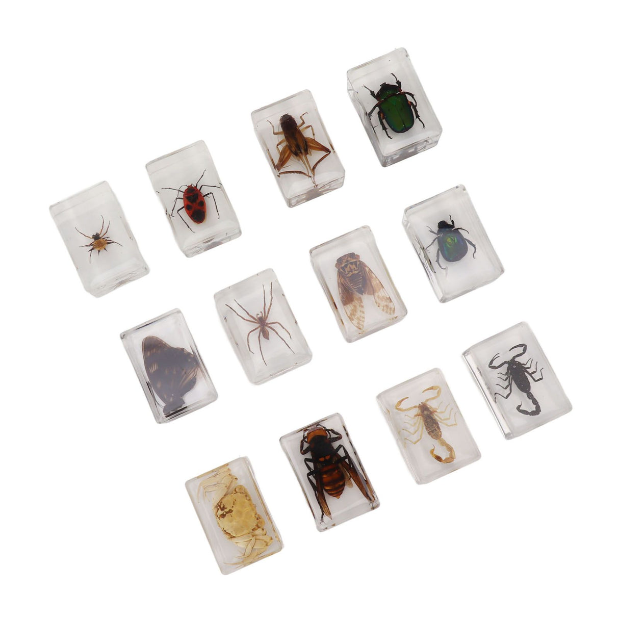 12 Pcs Real Bug Specimens Transparent Resin Science Education Classroom Bug Specimen Sample Tabletop Ornament
