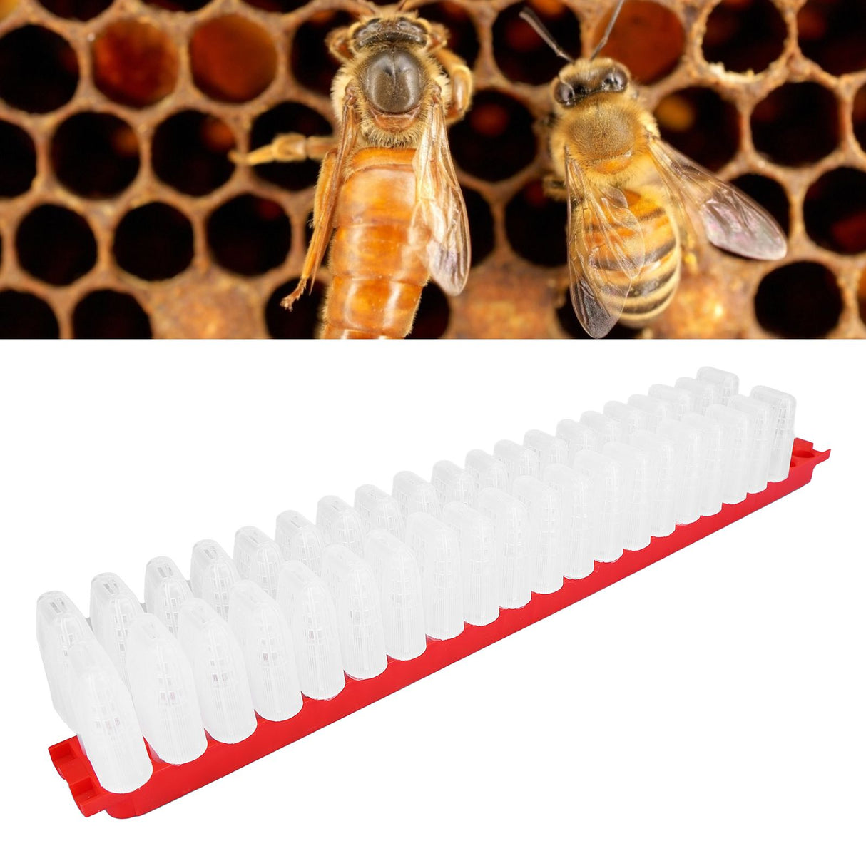 Bee Queen Cage Plastic Bee Rearing Cages Kit with Transport Strip Beekeeping Accessories