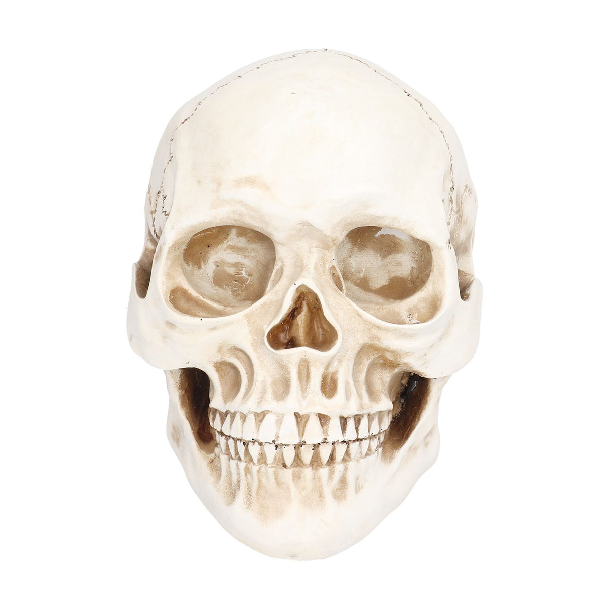 Animal Skull Model Skull Decoration Ornament Resin Craftwork Halloween Props for Home Party Decor