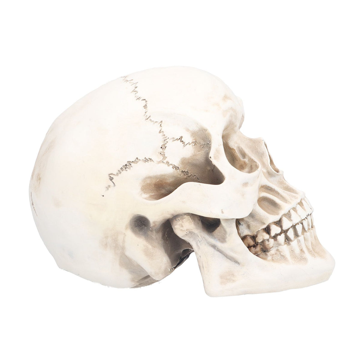 Animal Skull Model Skull Decoration Ornament Resin Craftwork Halloween Props for Home Party Decor