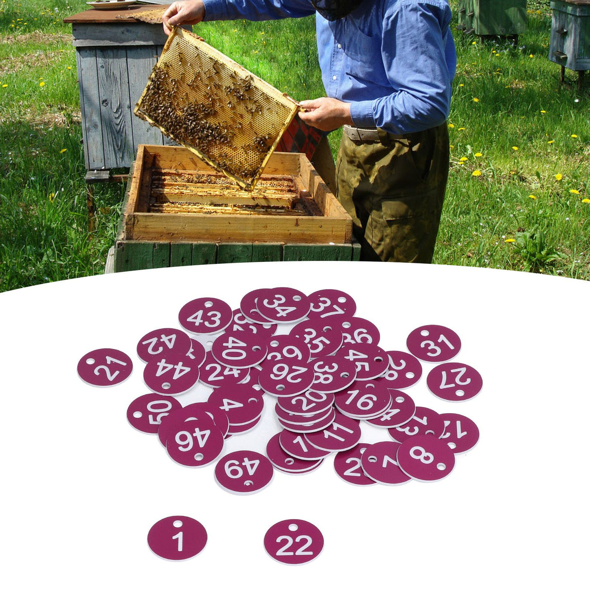 50Pcs Numbered Label Round Simple Beautiful Beehive Tag Breeding Supplies for Beekeeping Animal HusbandryNumbers 1 to 50 Purple