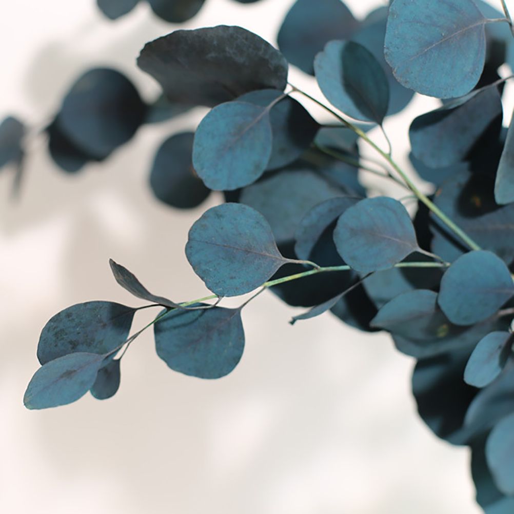 Eucalyptus Dried Flowers Eternal Durability Dried Flowers Bouquet Decoration Home Living Room Decor