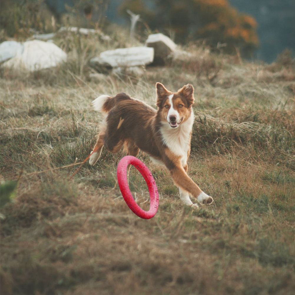 Pet Ring EVA Training Exercise Rings Dog Flying Discs Outdoor Floating Interactive Toy