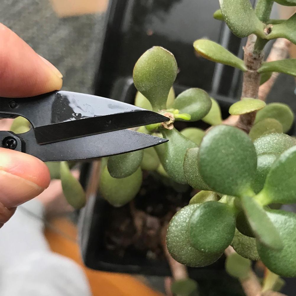 Bonsai Pruning Shears Mini Bonsai Scissors Small Garden Cutters for Buds and Leaves