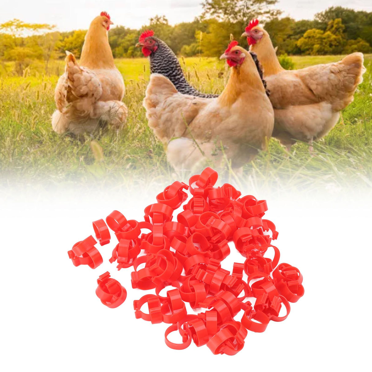 100pcs Poultry Feet Rings PP Plastic Reusable Chicken Duck Goose Leg Bands for Identification Red 16mm/0.6in