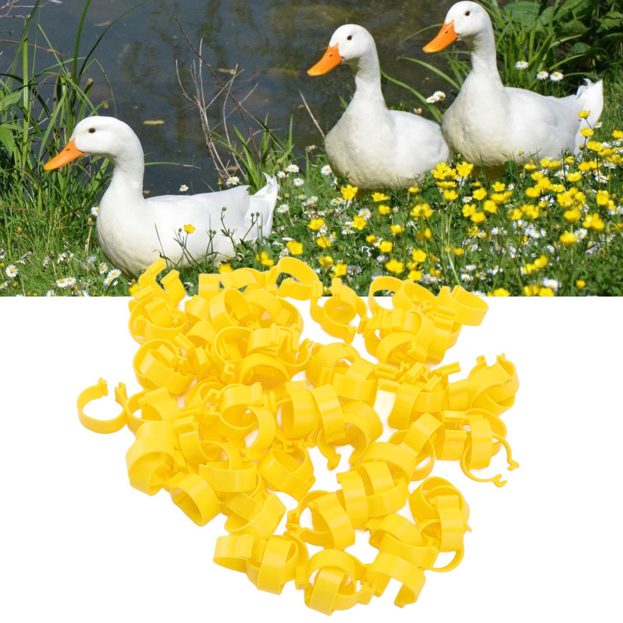 100PCS Chicken Ankle Rings Reusable Plastic Duck Leg Bands Clips For Breeding Chickens Ducks Geese Yellow 16mm/0.63in