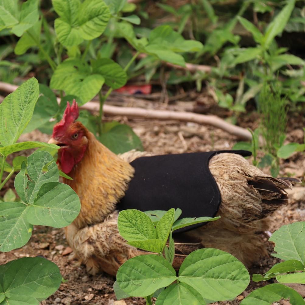 Canvas Chicken Apron Hen Saddle Vest Hen Duck Wing Protection Chicken Jackets Hen Aprons Poultry Care Accessories