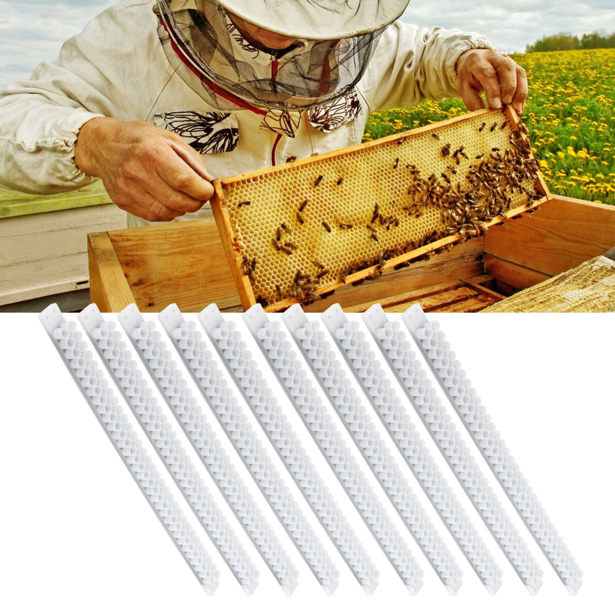 10Pcs Bee Royal Jelly Cups Sheet Bee Rearing Breeding Equipment Beekeeping Accessory