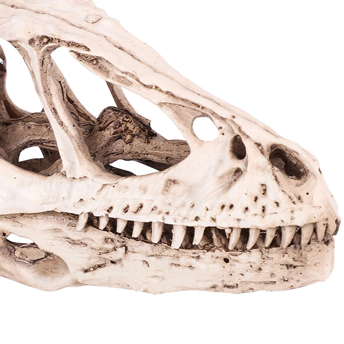 Resin Dinosaur Skull Model Simulated Animal Skeleton Home Office Decor Craft Teaching Prop