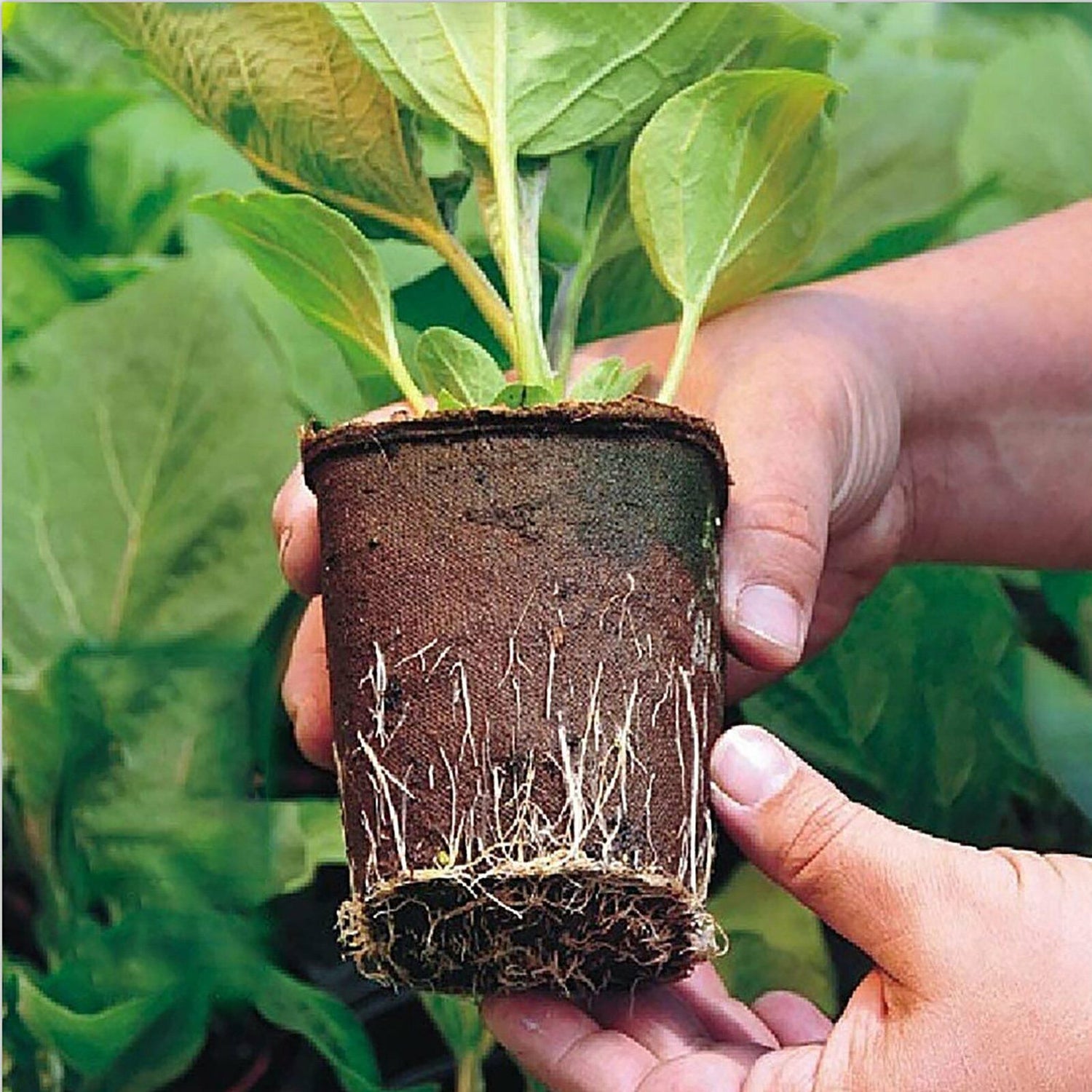 10pcs Biodegradable Seedling Trays 12-Hole Garden Starter