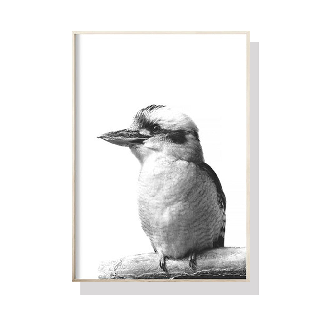 Kookaburra Canvas Art in Black Frame - 40cm x 60cm Premium Print