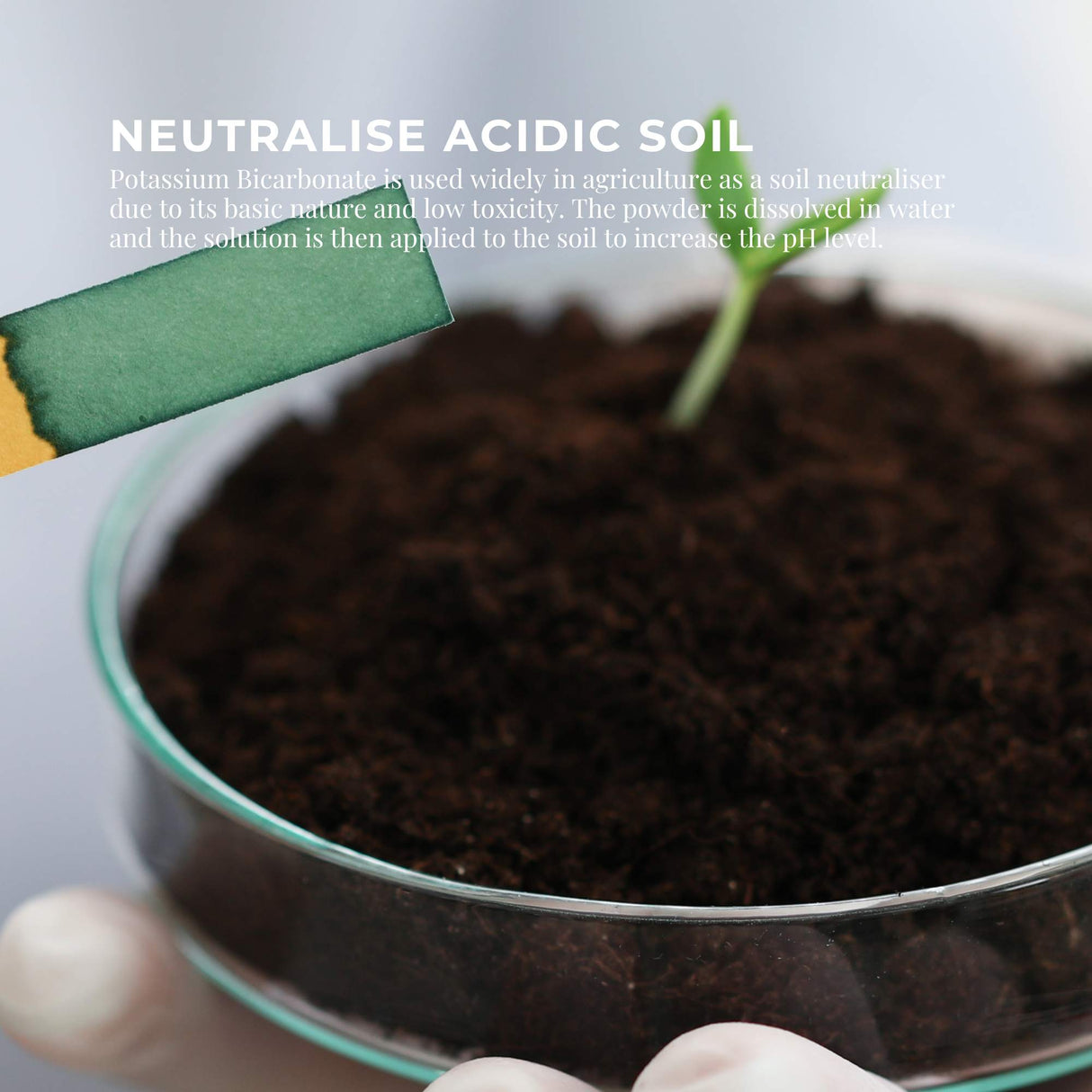 5Kg Food Grade Organic Potassium Bicarbonate Powder - Ideal for Baking, Brewing, and Organic Farming