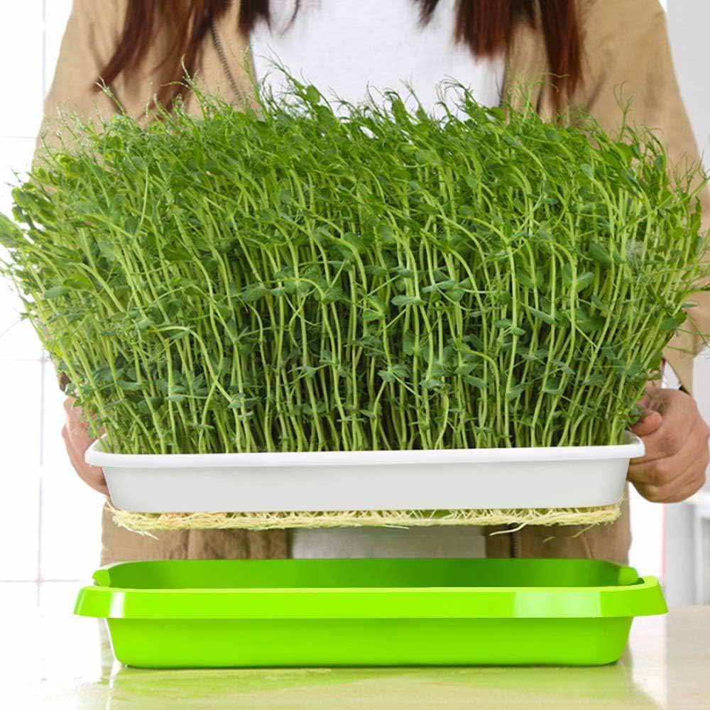 2-Pack Seed Sprouter Trays with Lids BPA-Free, Soil-Free Wheatgrass Growing Kit for Beans, Sprouts, Microgreens