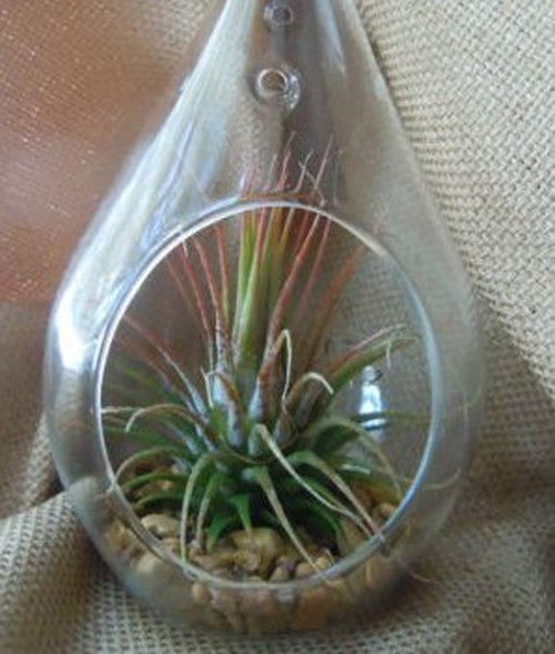 Set of 4 Hanging Clear Glass Tear Drop Tealight Holders - 12.5cm High - Mini Garden Terrarium Decor