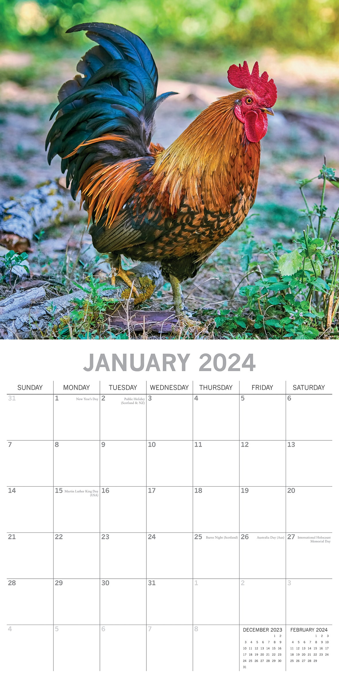 Chickens - 2024 Square Wall Calendar Pets Animals 16 Months Premium Planner Gift