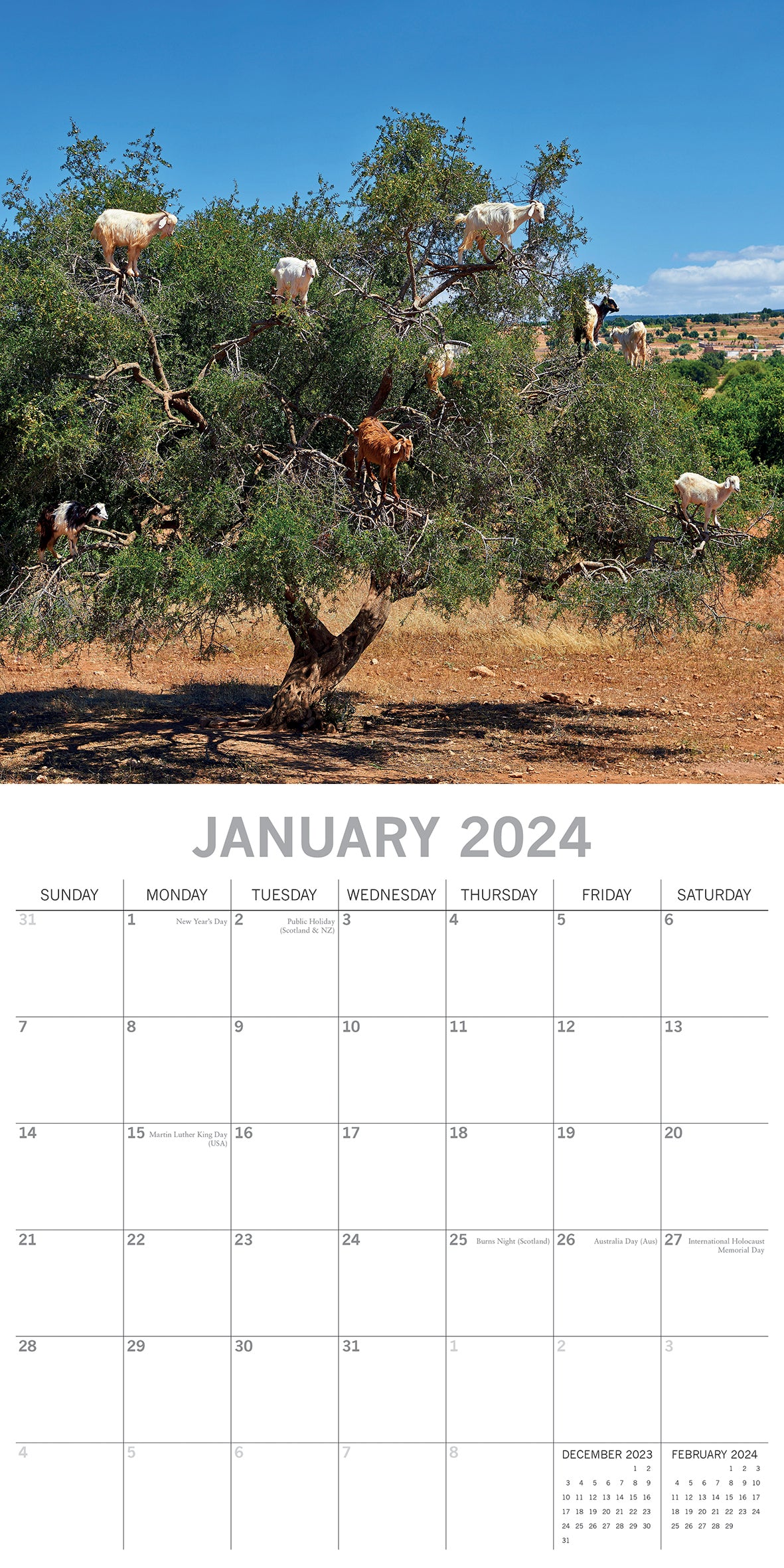 Goats in Trees - 2024 Square Wall Calendar Pets Animals 16 Month New YearPlanner