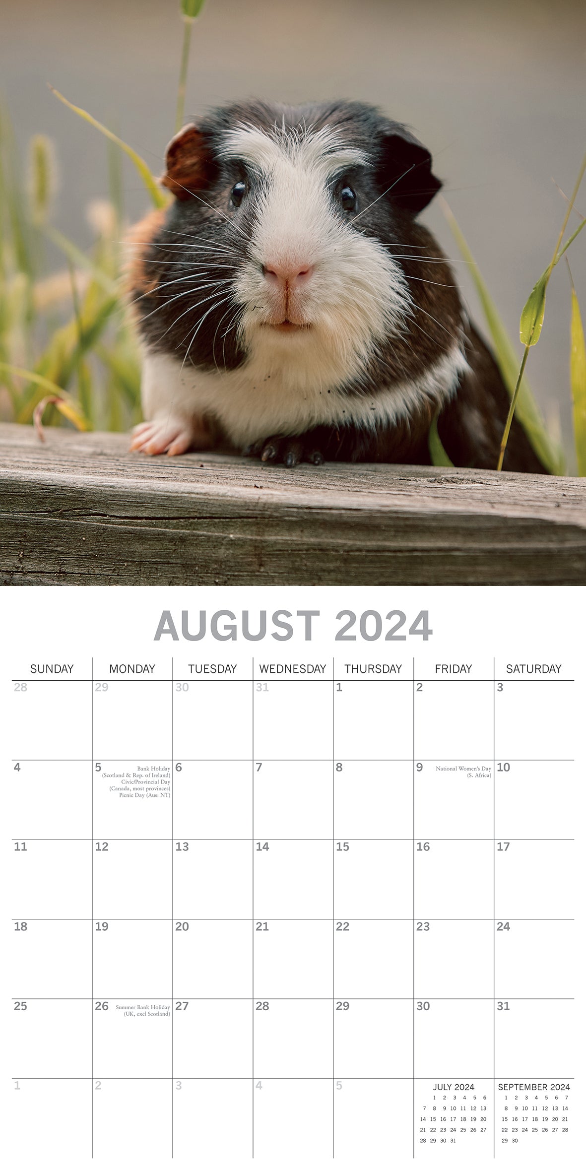 Guinea Pigs - 2024 Square Wall Calendar Cute Pets Animals 16 Months Planner Gift