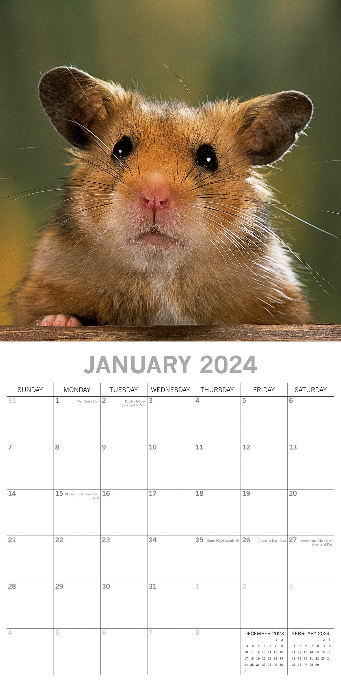 Hamsters - 2024 Square Wall Calendar Cute Pets Animals 16 Months Premium Planner