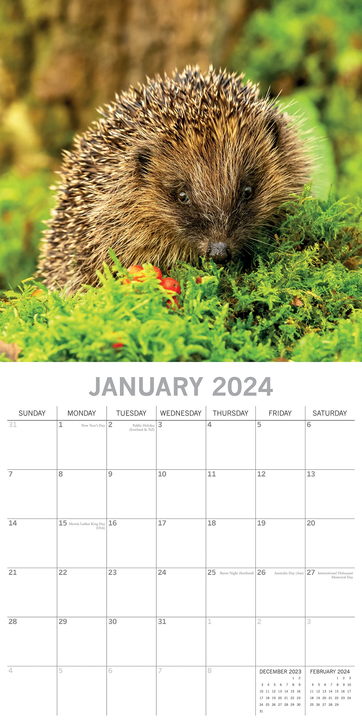 Hedgehogs - 2024 Square Wall Calendar Cute Pets Animals 16 Month Premium Planner