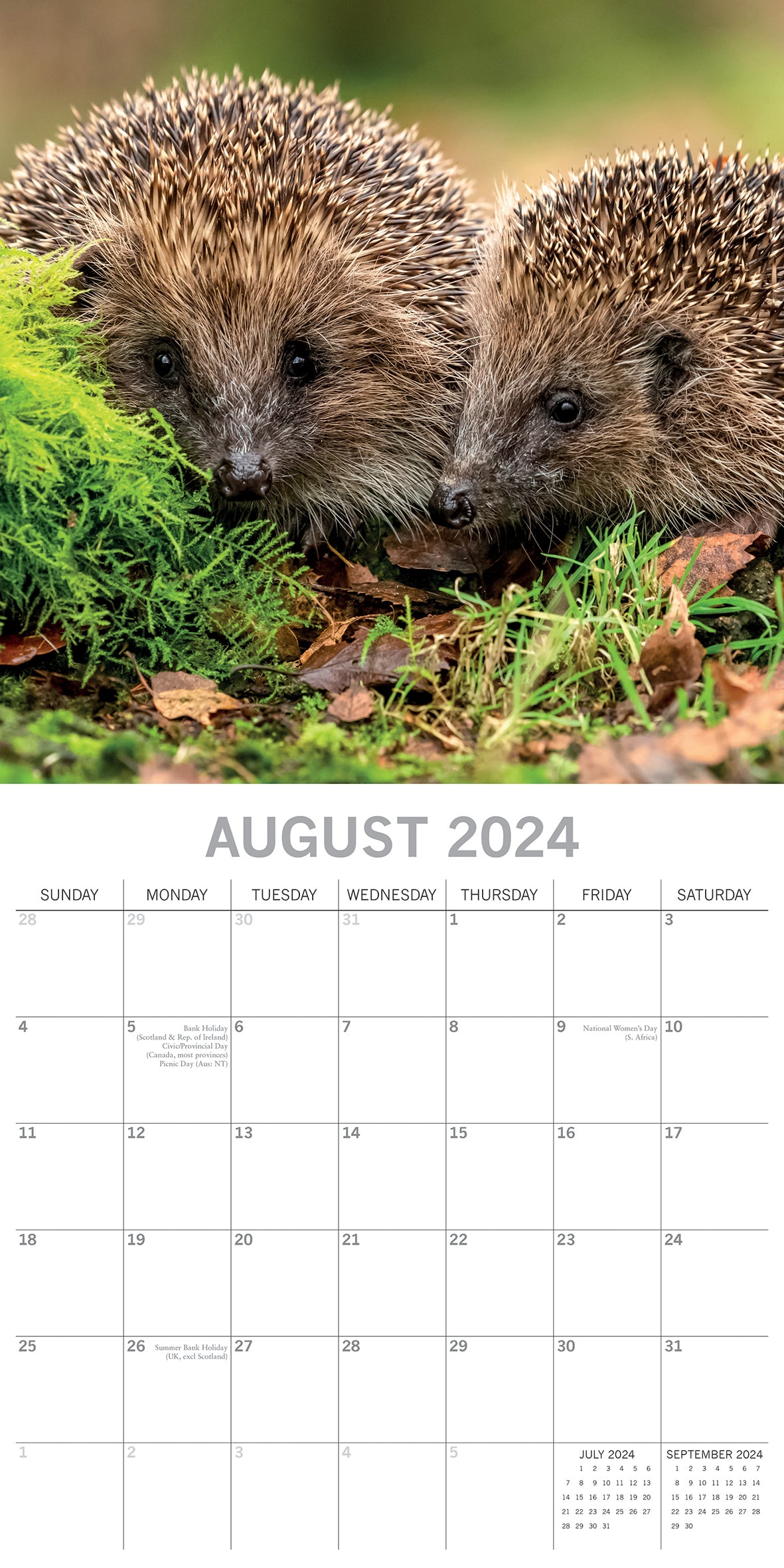 Hedgehogs - 2024 Square Wall Calendar Cute Pets Animals 16 Month Premium Planner