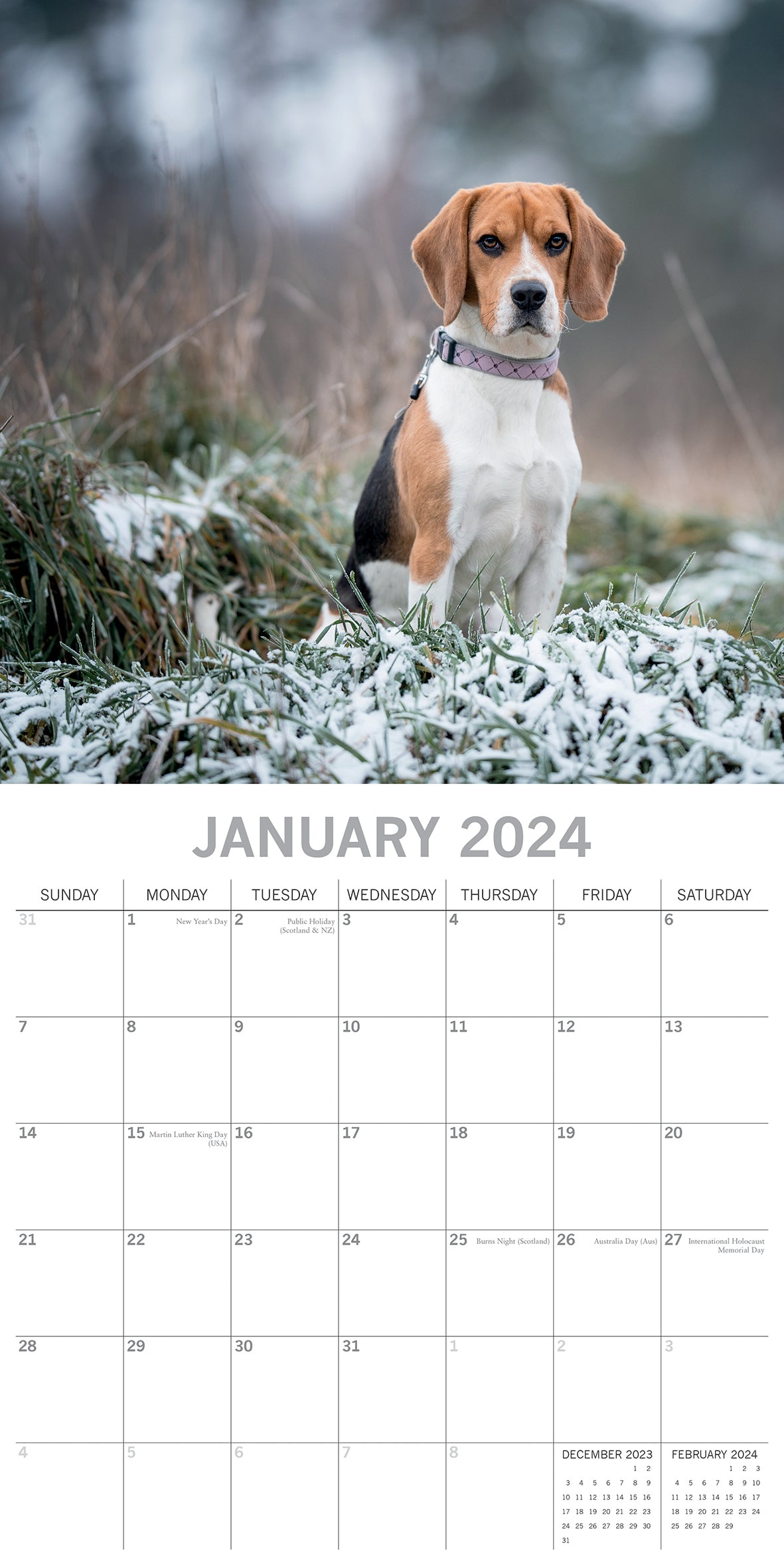 Beagles - 2024 Square Wall Calendar Pets Dog 16 Months Premium Planner New Year