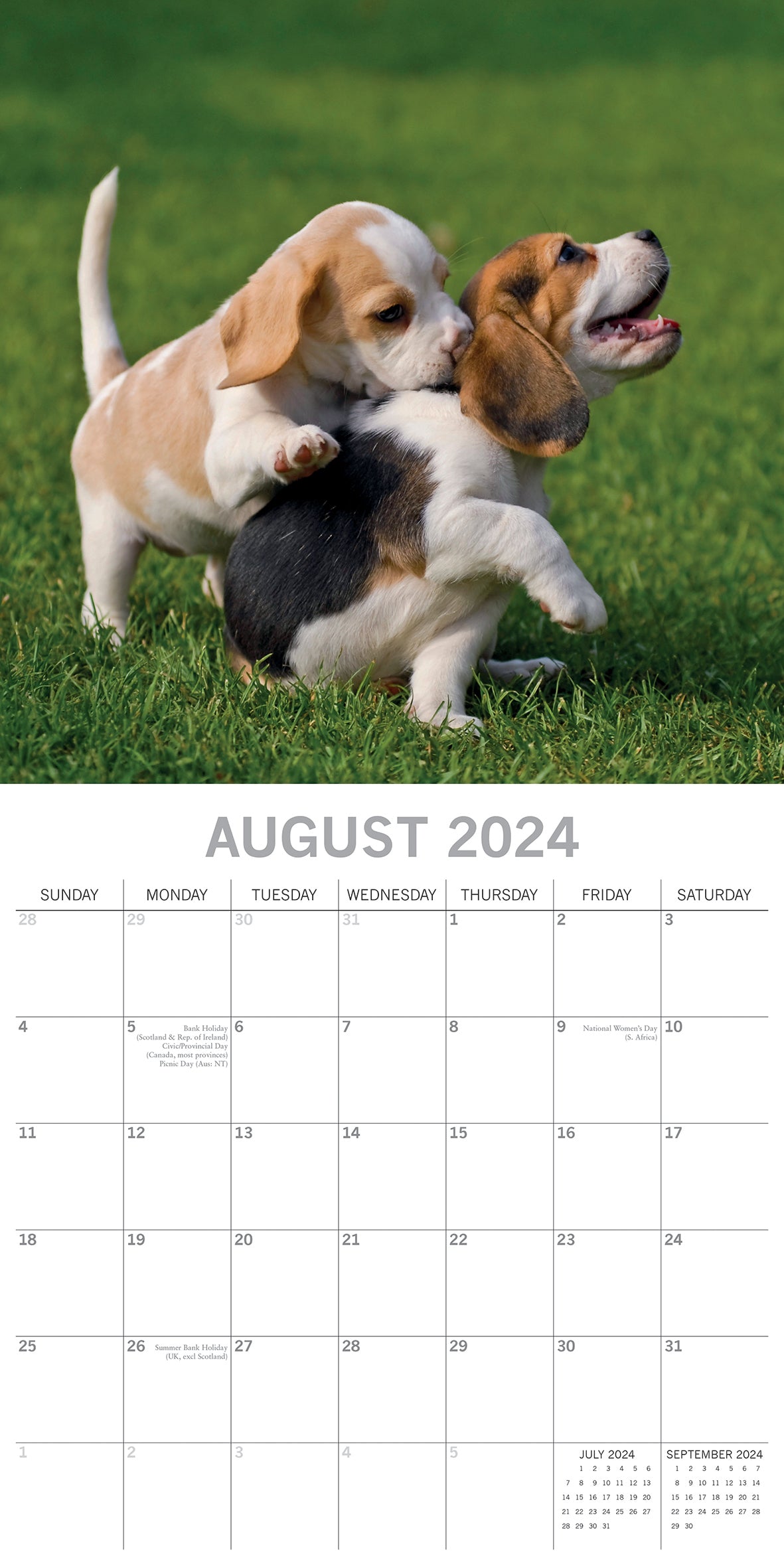 Beagles - 2024 Square Wall Calendar Pets Dog 16 Months Premium Planner New Year