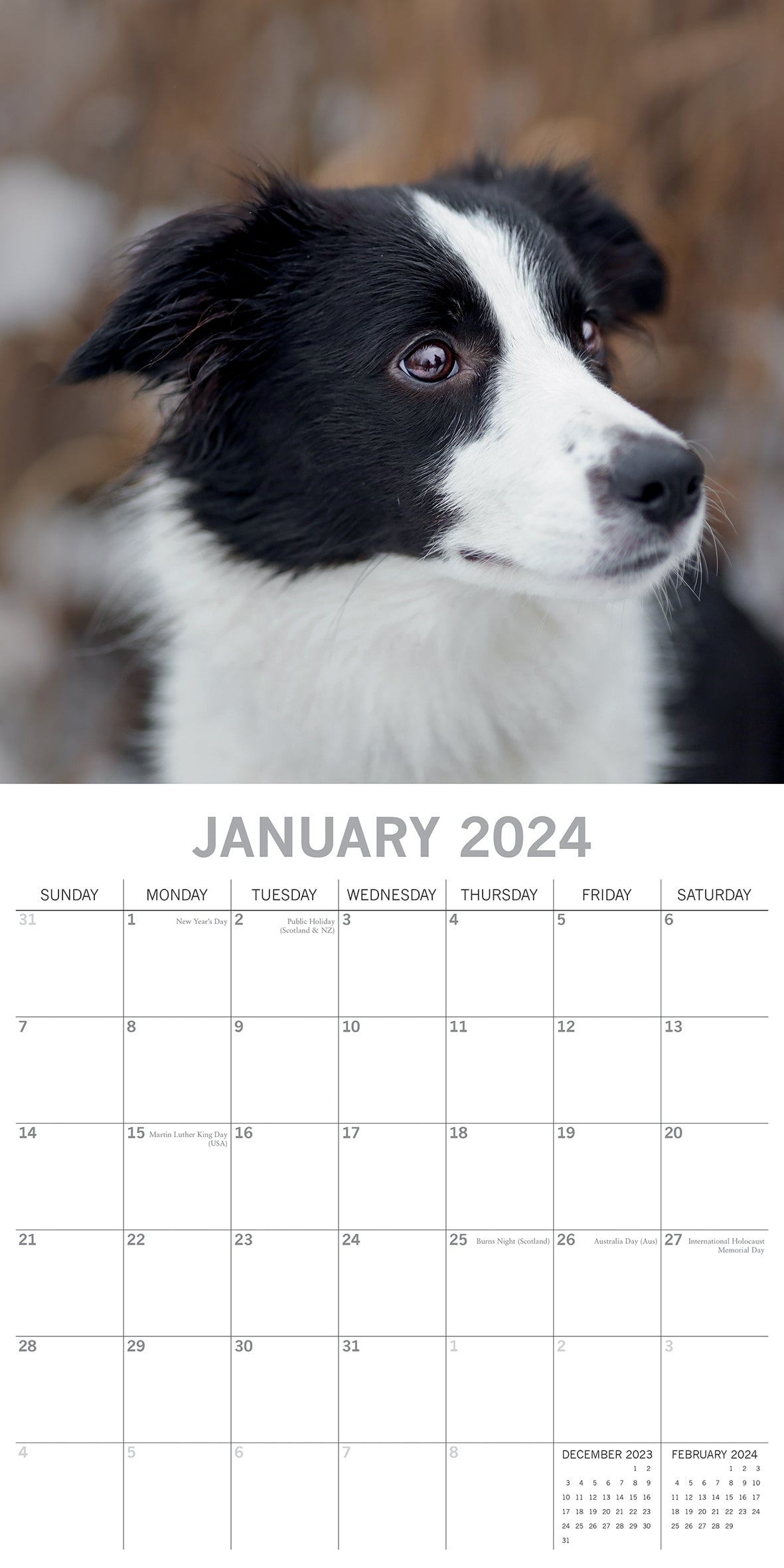 Border Collies - 2024 Square Wall Calendar Pets Dog 16 Months Premium Planner