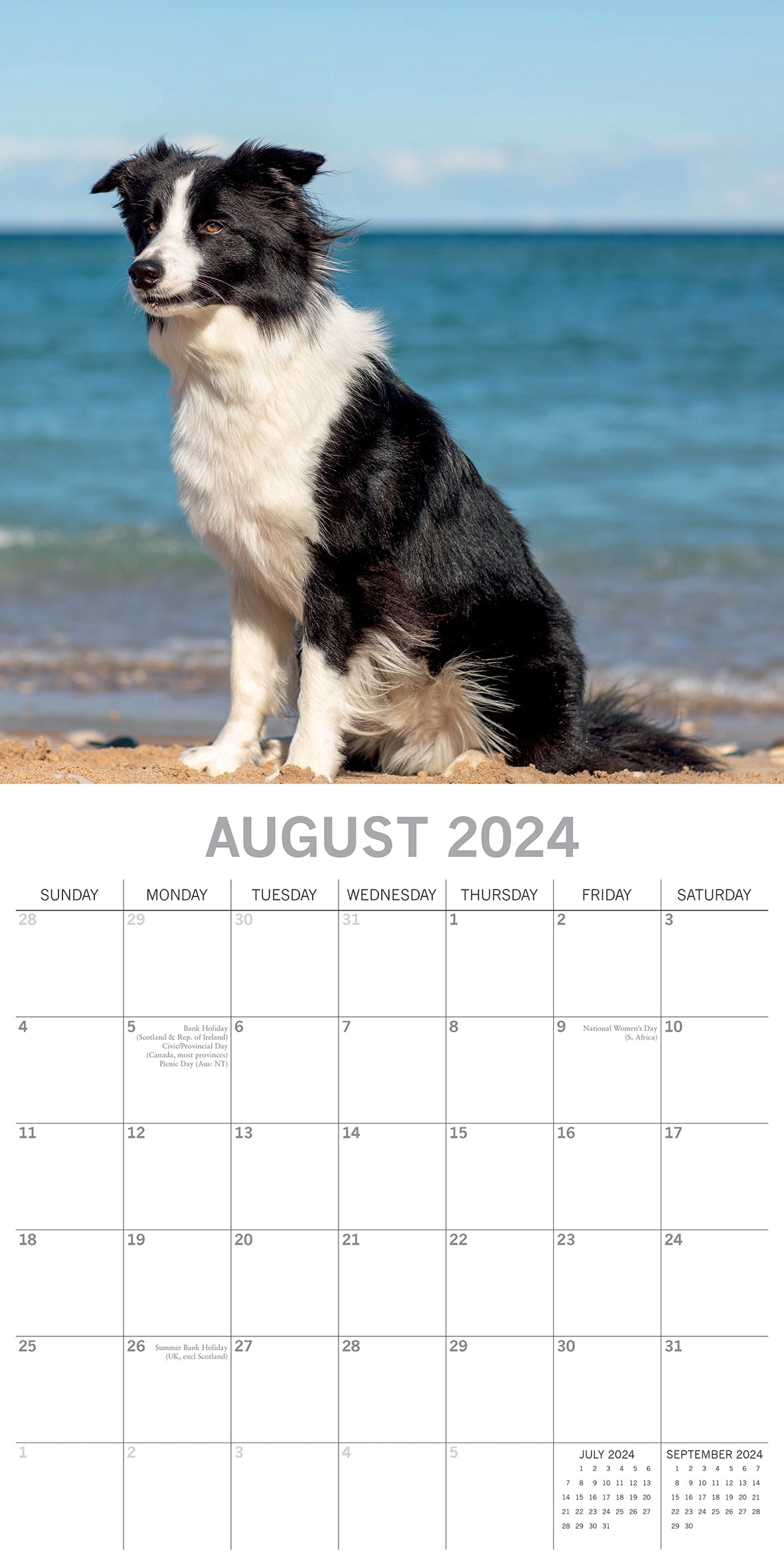 Border Collies - 2024 Square Wall Calendar Pets Dog 16 Months Premium Planner