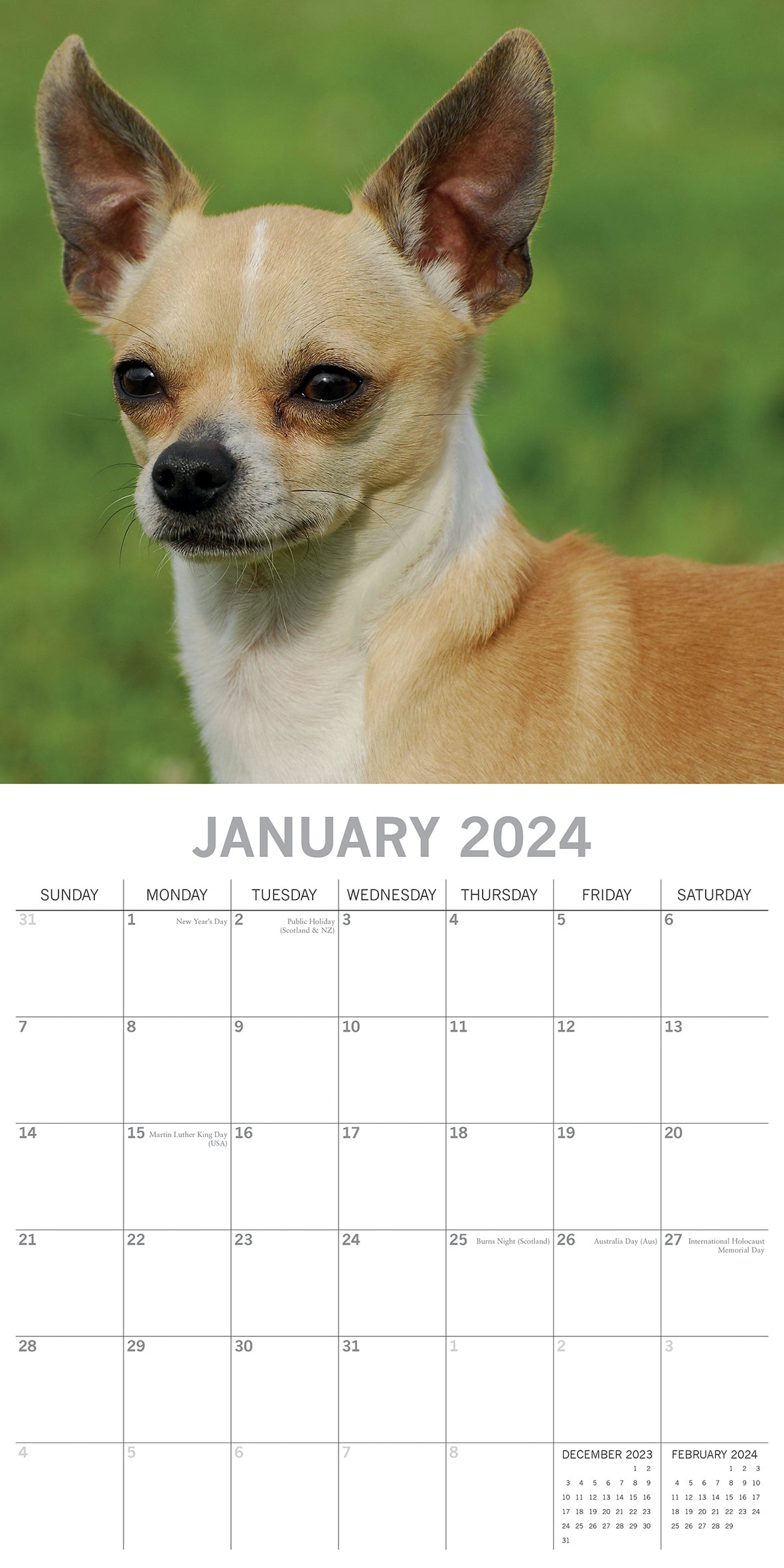 Chihuahuas 2024 Square Wall Calendar Pets Dog 16 Months Premium Planner New Year