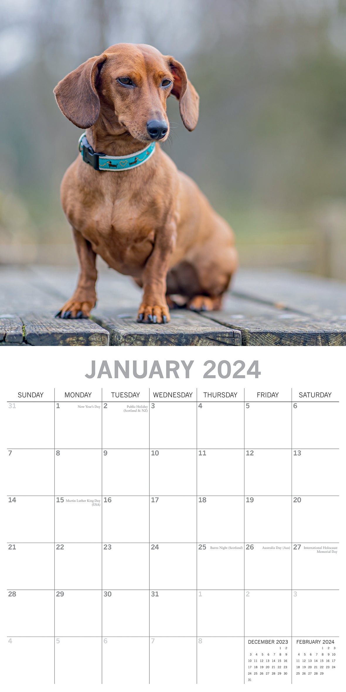 Dachshunds 2024 Square Wall Calendar Pets Dog 16 Months Premium Planner New Year