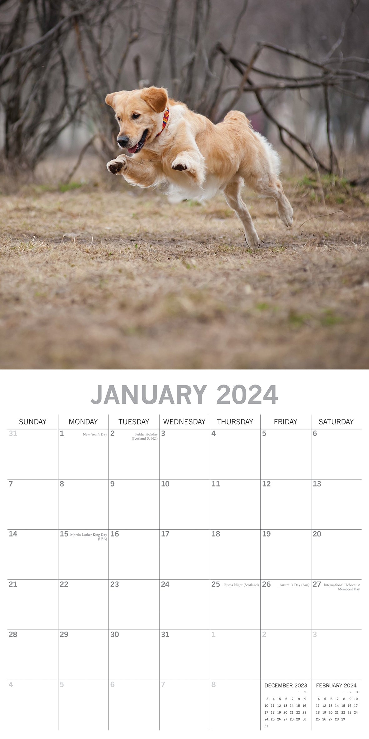 Golden Retrievers - 2024 Square Wall Calendar Pets Dog 16 Months Premium Planner
